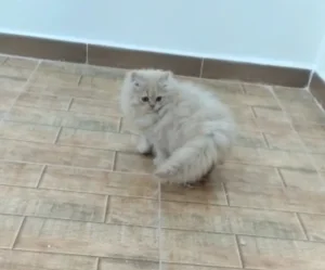 Chat persan femelle  3 mois et demi