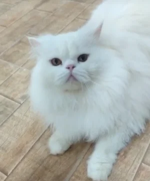 Chat Mâle  persan 18 mois