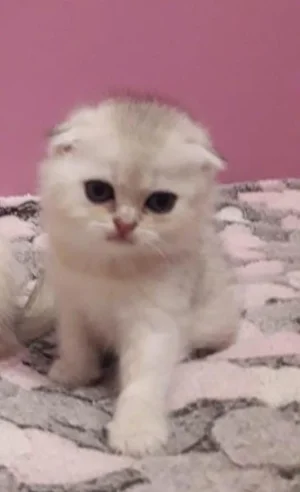 Chat scotish fold femelle