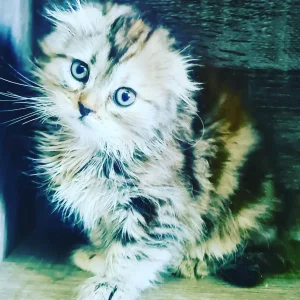 Scotish fold et britsh longhair