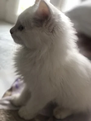 Chat persans shirazi