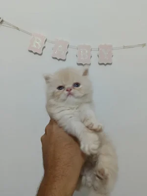 Chats Persan