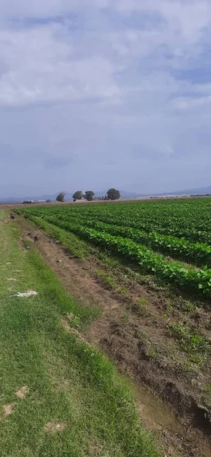 ارض فلاحية بالدفتر العقاري عزابة طريق حجار السود